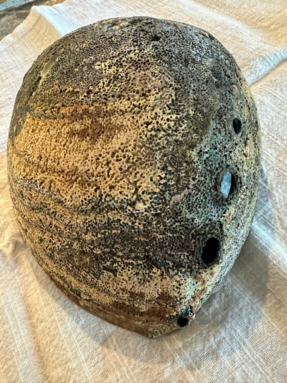 Abalone Shell 7” x 5.5” wide 2.5@ tall sitting flat unpolished exterior coastal - Picture 6 of 8